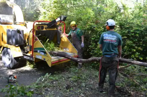 tree services August